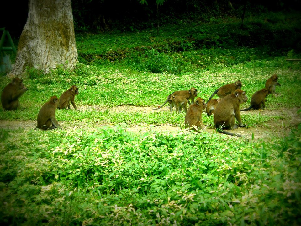 magsaysay park bilar bohol, places to go bohol, nature wildlife bohol, camping bohol, trekking bohol