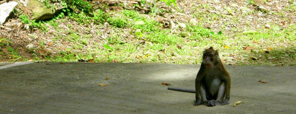 magsaysay park bilar bohol, places to go bohol, nature wildlife bohol, camping bohol, trekking bohol