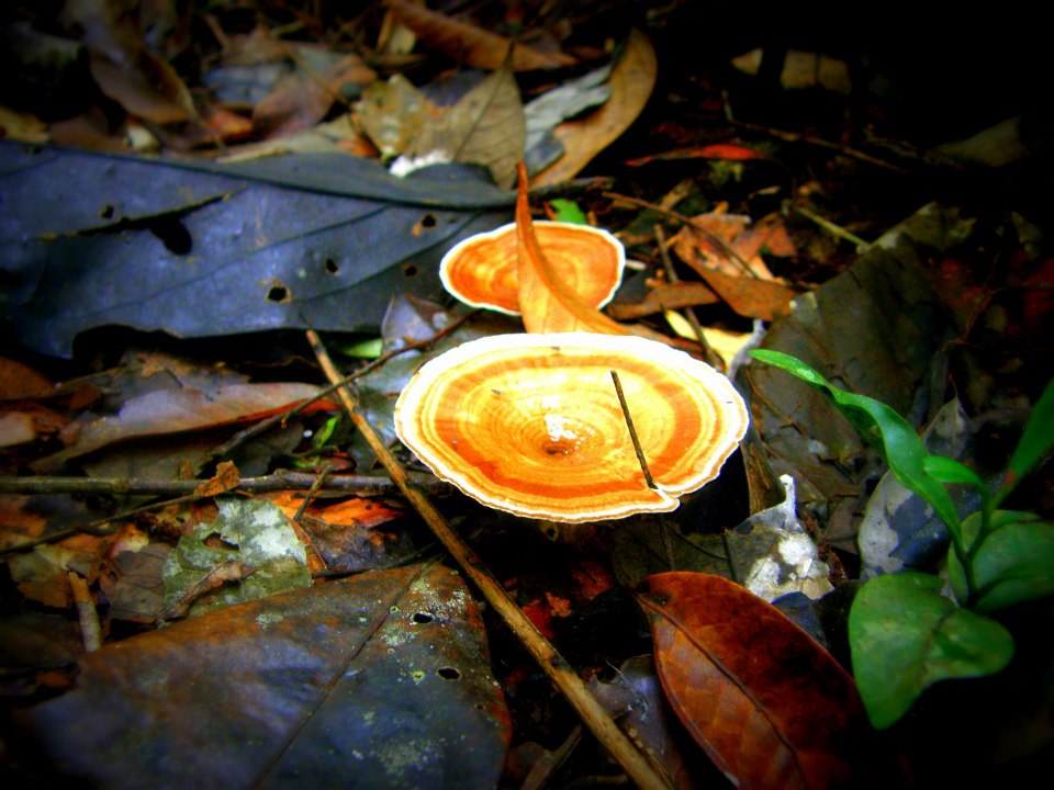 magsaysay park bilar bohol, places to go bohol, nature wildlife bohol, camping bohol, trekking bohol