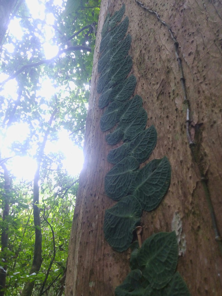 magsaysay park bilar bohol, places to go bohol, nature wildlife bohol, camping bohol, trekking bohol
