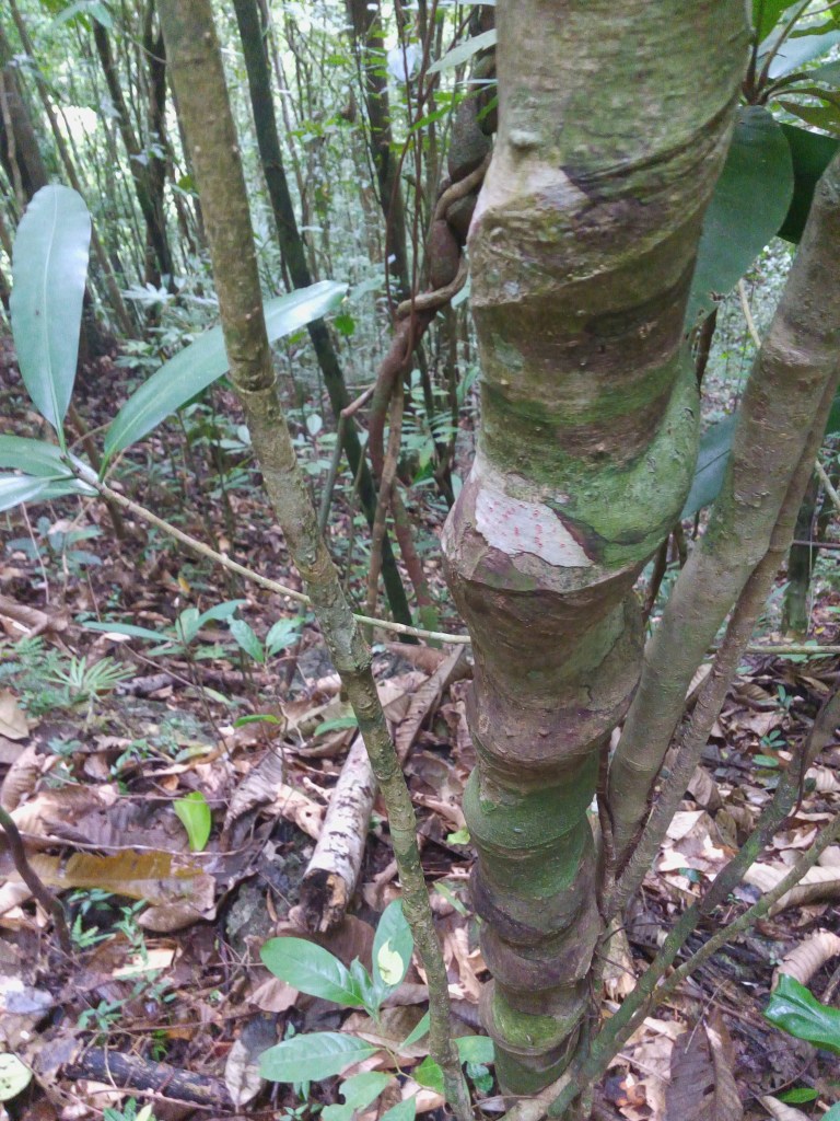 magsaysay park bilar bohol, places to go bohol, nature wildlife bohol, camping bohol, trekking bohol
