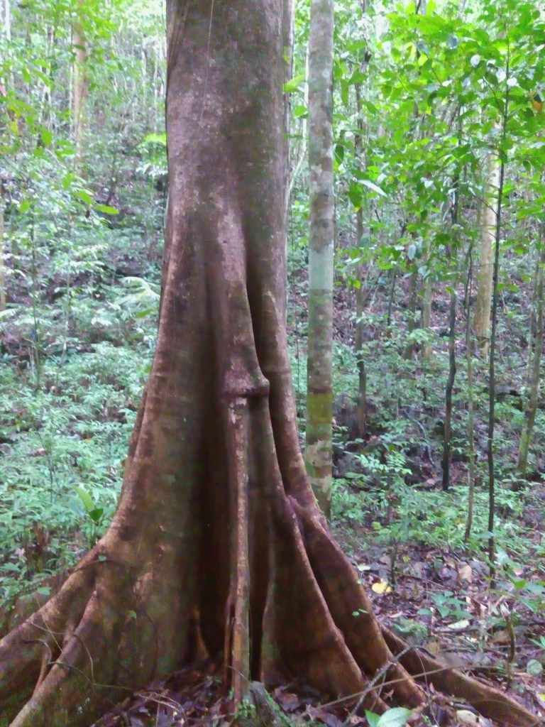 magsaysay park bilar bohol, places to go bohol, nature wildlife bohol, camping bohol, trekking bohol
