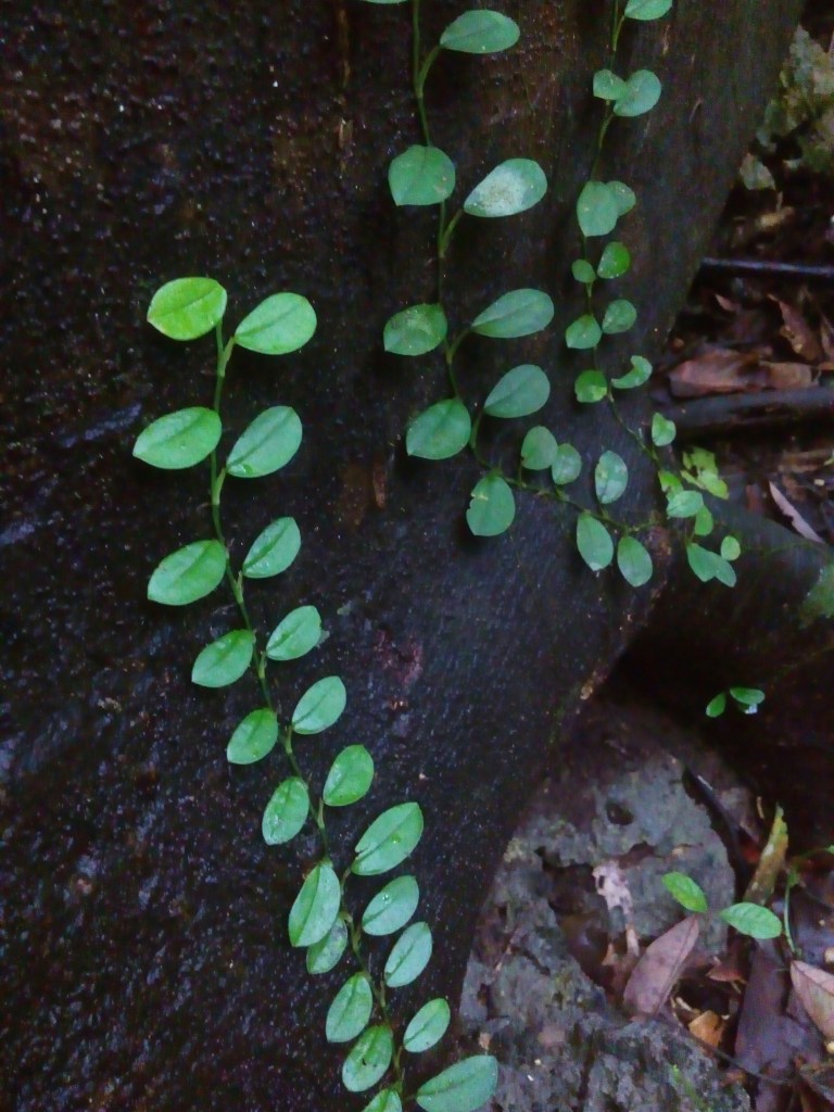 magsaysay park bilar bohol, places to go bohol, nature wildlife bohol, camping bohol, trekking bohol