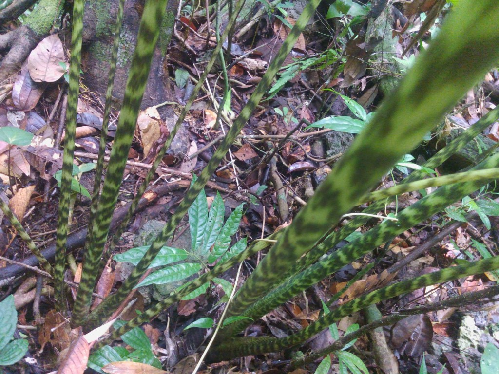 magsaysay park bilar bohol, places to go bohol, nature wildlife bohol, camping bohol, trekking bohol