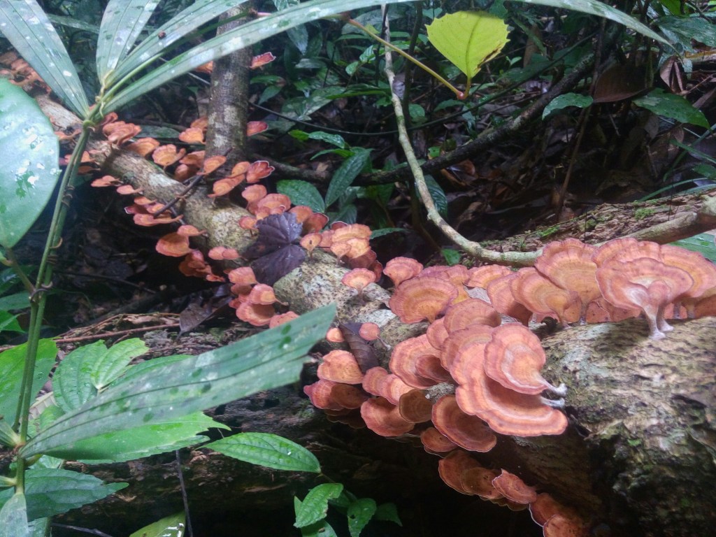 magsaysay park bilar bohol, places to go bohol, nature wildlife bohol, camping bohol, trekking bohol