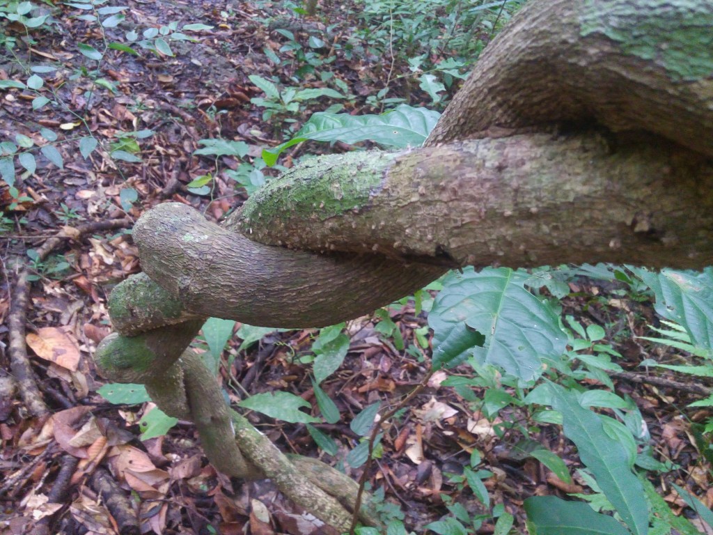magsaysay park bilar bohol, places to go bohol, nature wildlife bohol, camping bohol, trekking bohol