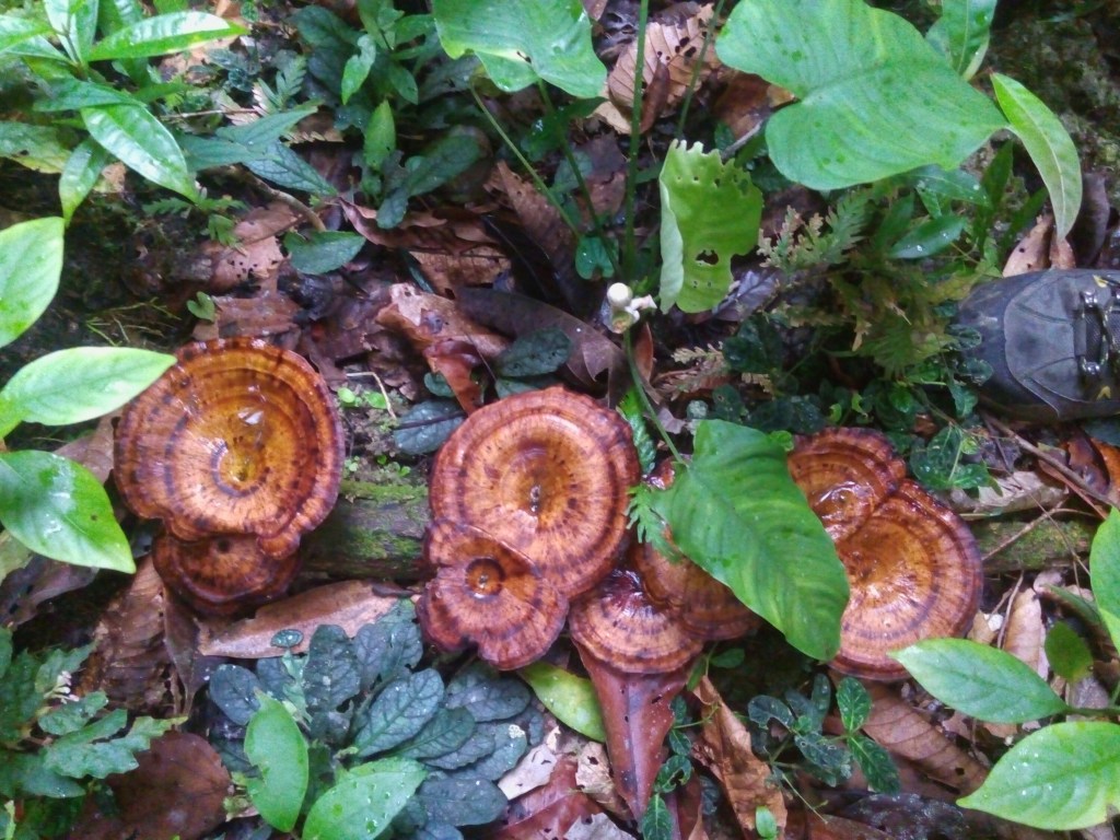 magsaysay park bilar bohol, places to go bohol, nature wildlife bohol, camping bohol, trekking bohol