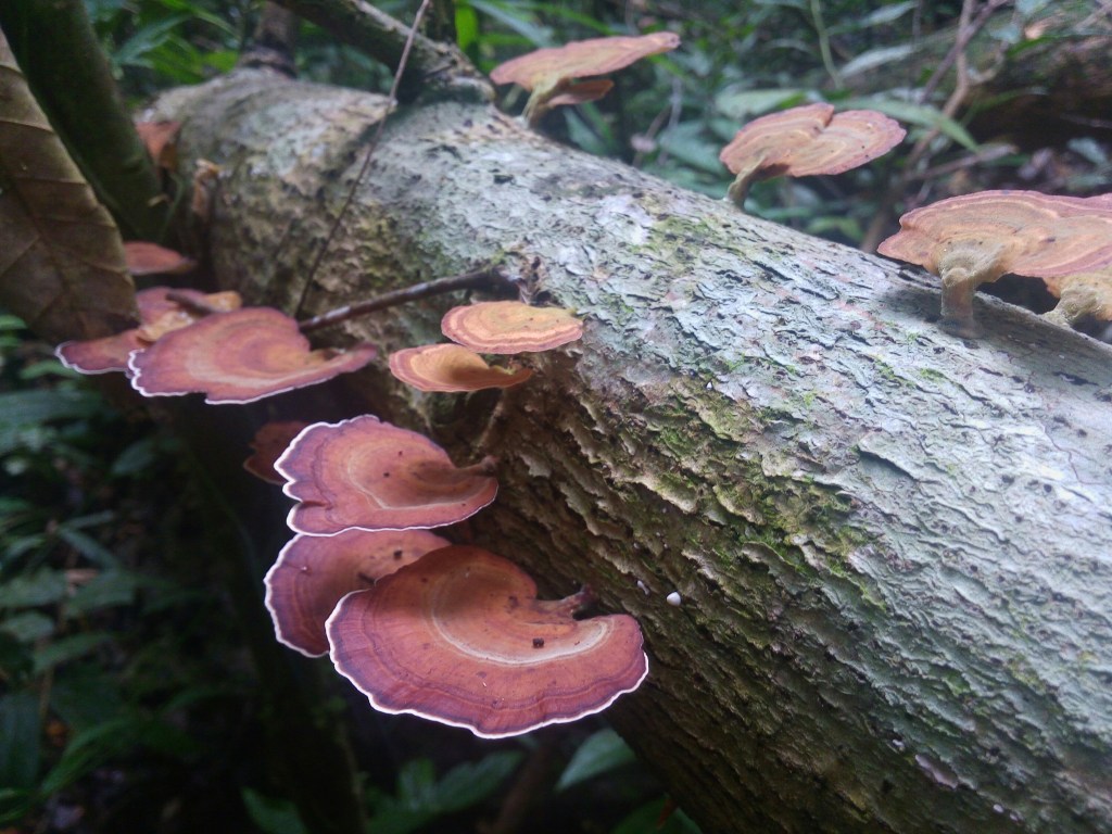 magsaysay park bilar bohol, places to go bohol, nature wildlife bohol, camping bohol, trekking bohol