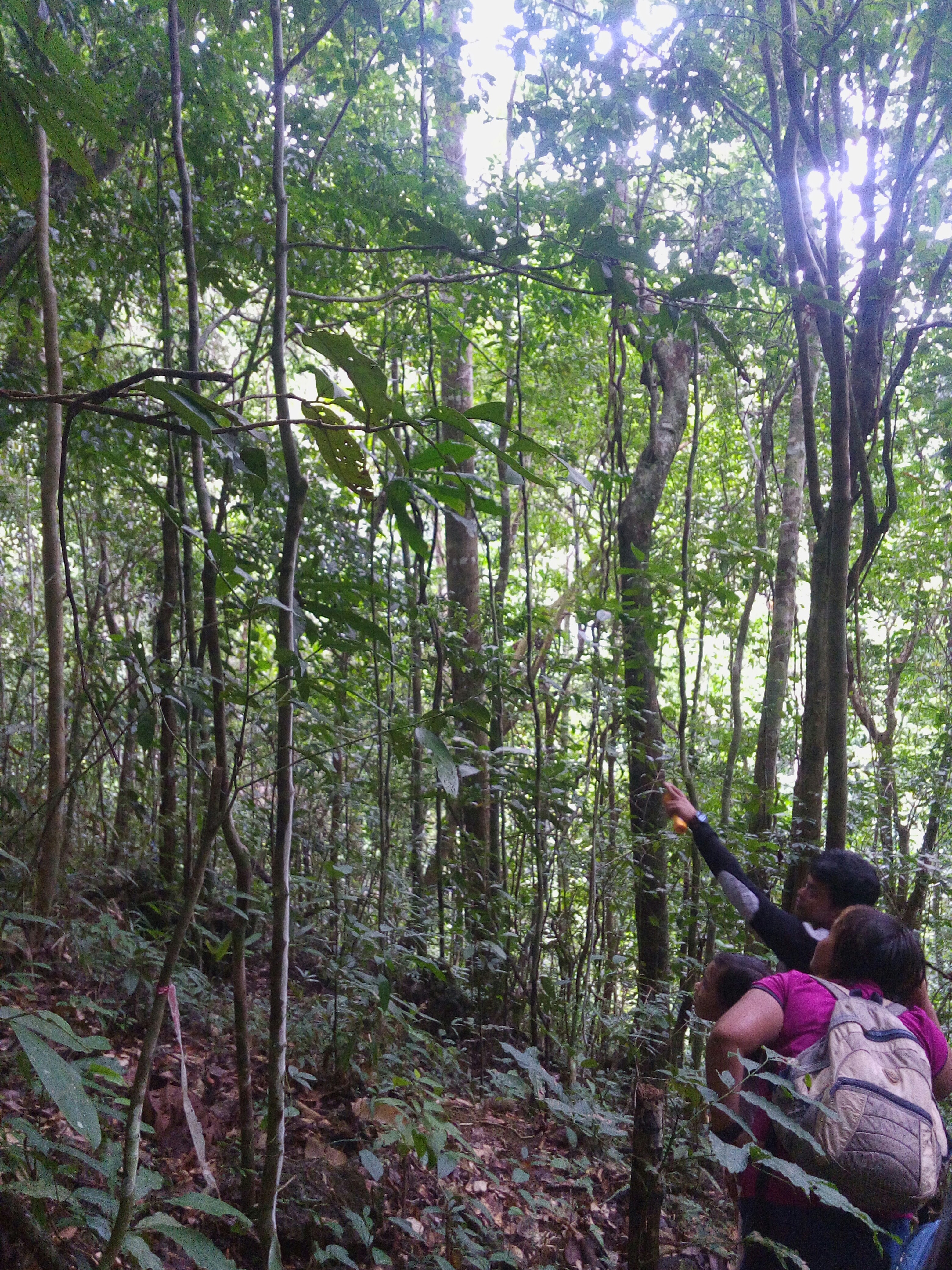 magsaysay park bilar bohol, places to go bohol, nature wildlife bohol, camping bohol, trekking bohol