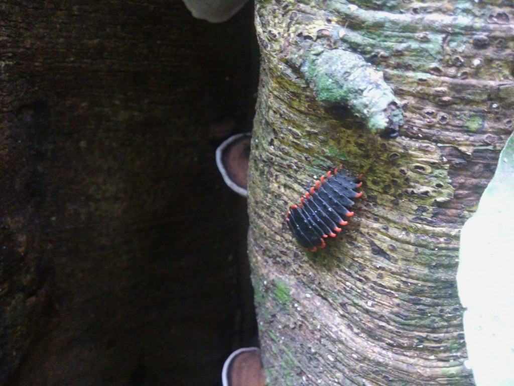 magsaysay park bilar bohol, places to go bohol, nature wildlife bohol, camping bohol, trekking bohol