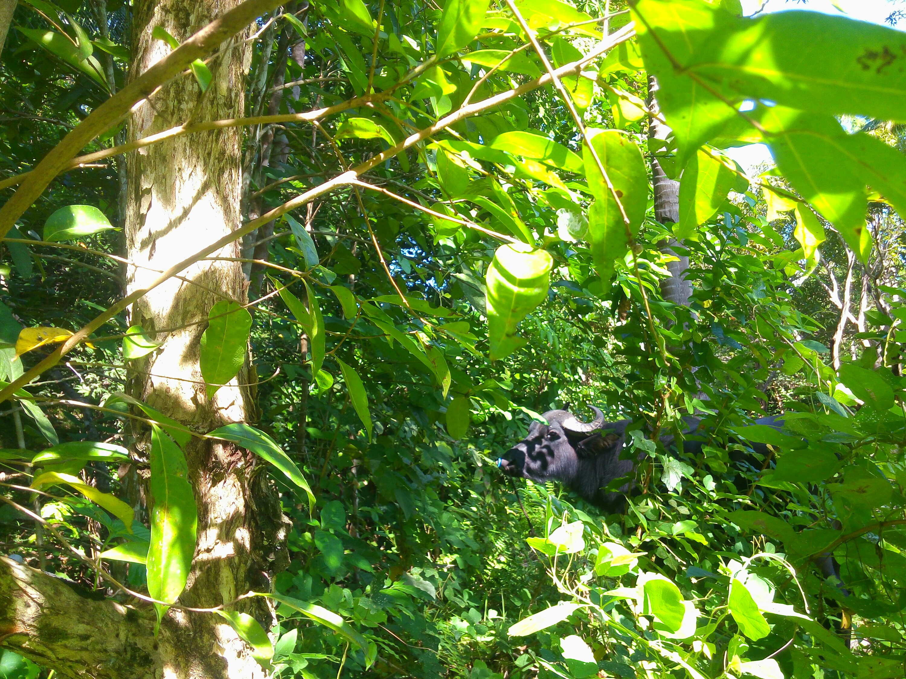 Bohol Alicia Trekking,Tips, how to go there, bohol adventure backpacking