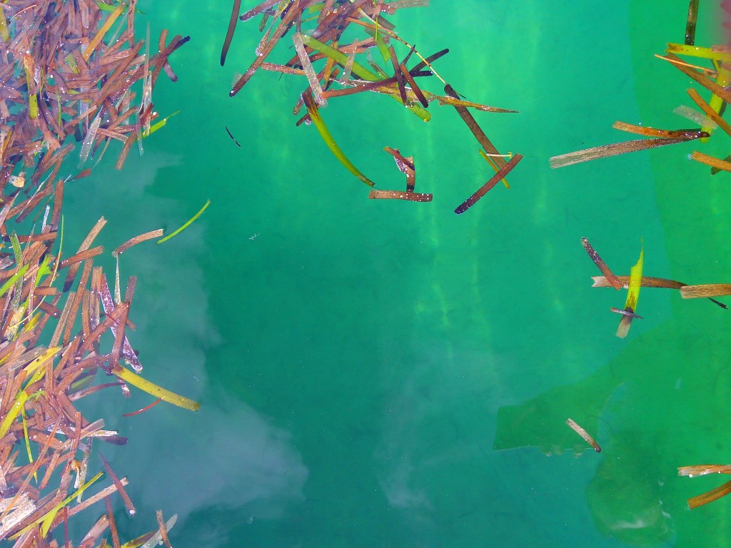 bohol culture, panglao bohol philippines, fish pen bohol philippines, local bohol, local way bohol