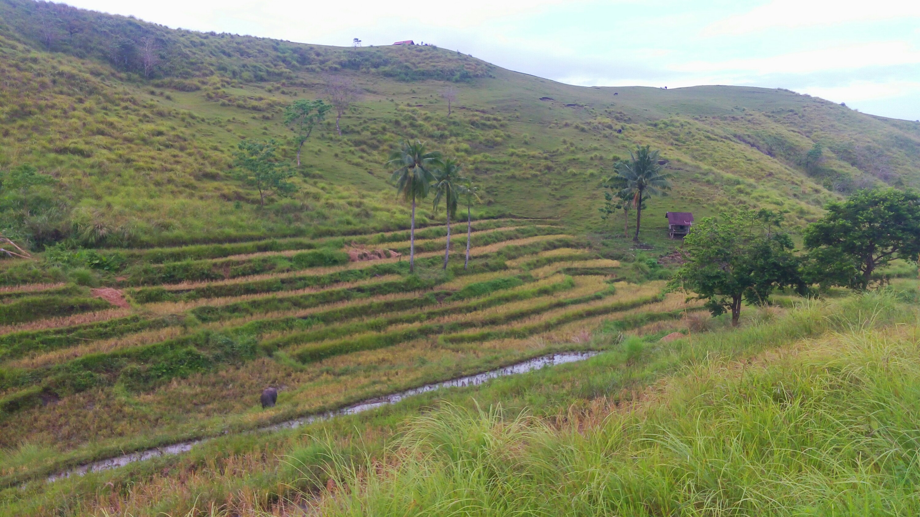 bohol sea of clouds blog, danao sea of clouds blog, dagohoy sea of clouds blog, how to go to danao sea of clouds, things to do in bohol, camping sites bohol, bohol blogs, bohol blogger, bohol philippines, the boholana blog