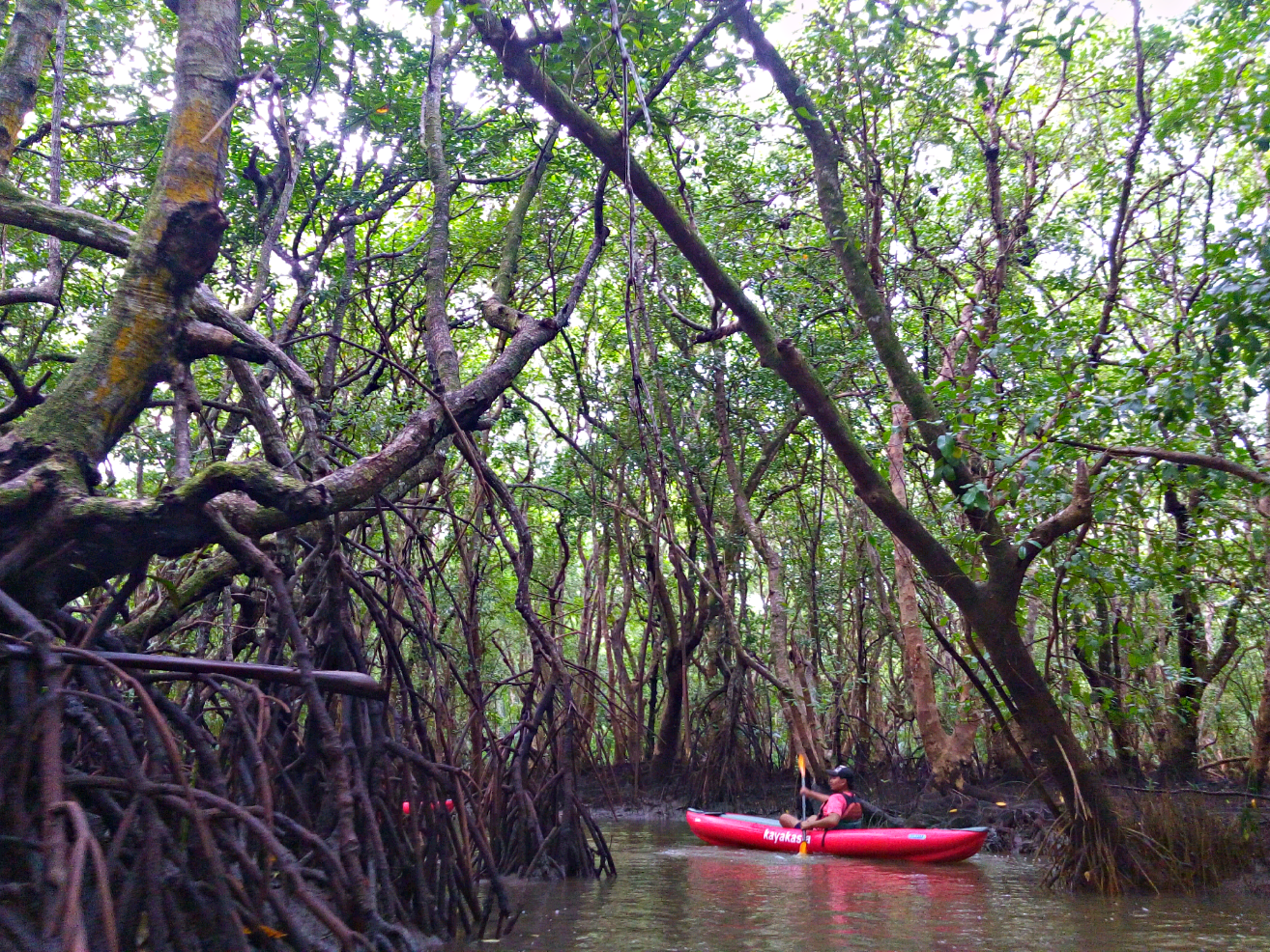 kayaking bohol, kayak adventure bohol, firefly watching bohol philippines,