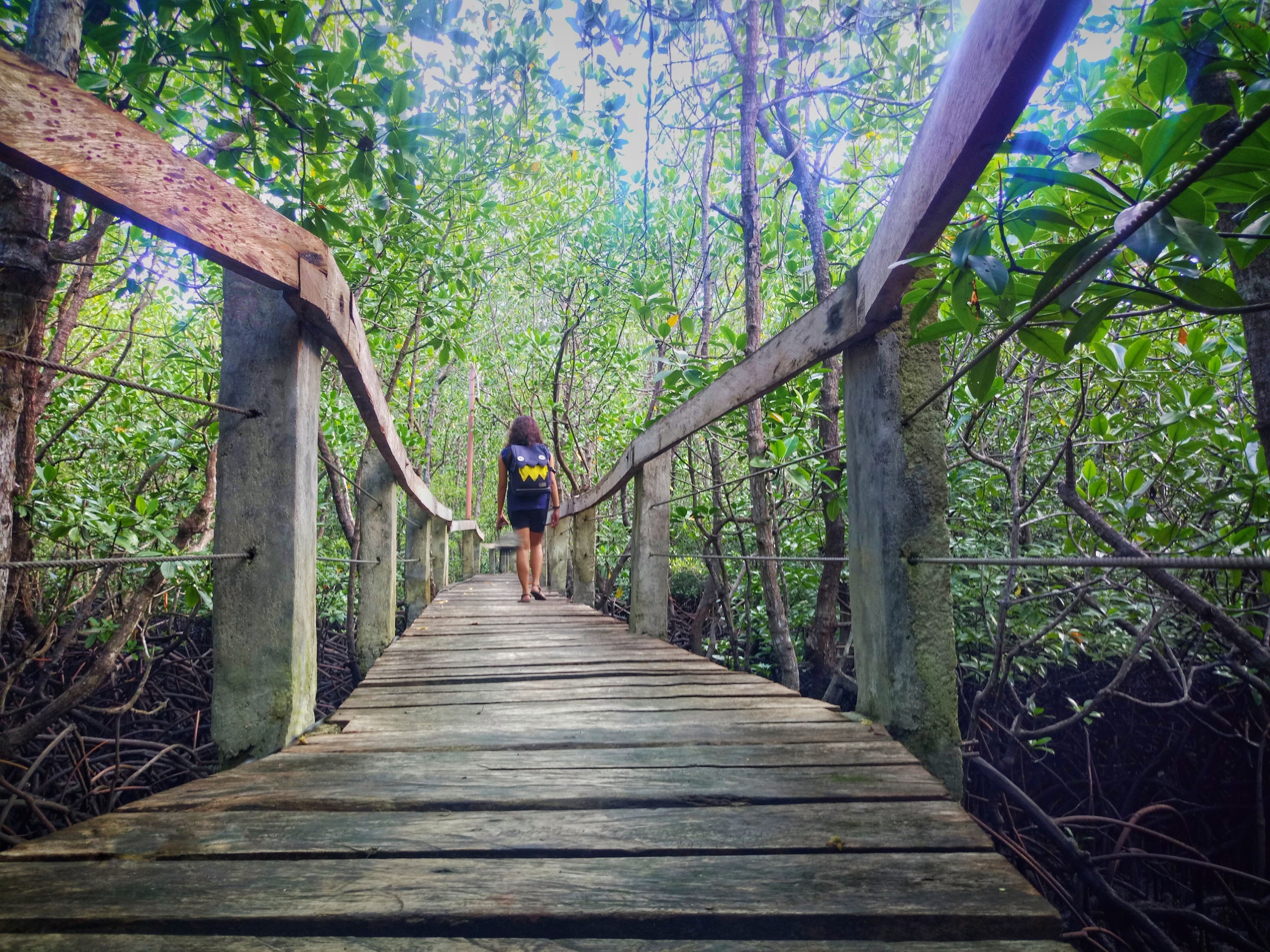 SAVIMA MANGROVE ADVENTURE bohol, camping bohol, camp site bohol, bohol adventure