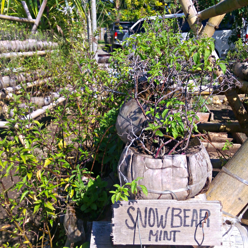 Places to visit in bohol, bohol tour, bohol island hopping, vita isola bohol, bohol event venues