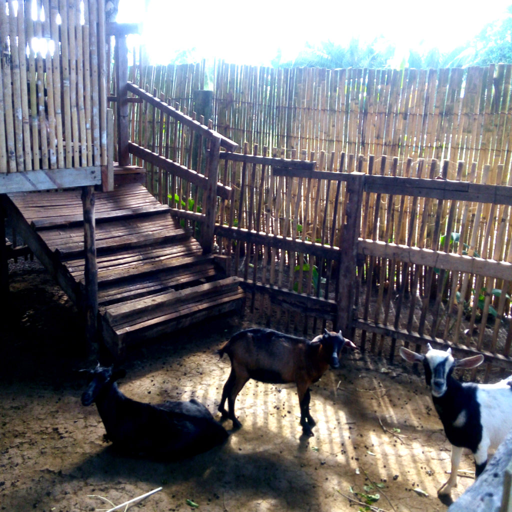 Places to visit in bohol, bohol tour, bohol island hopping, vita isola bohol, bohol event venues