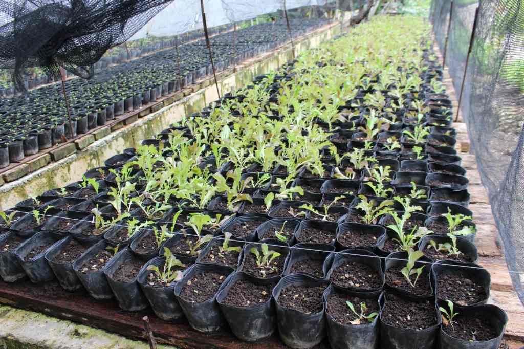 Bohol Bee Farm Tour, Bohol Philippines, bohol tours, bohol ecotourism site, places to visit in bohol, tourist site in bohol