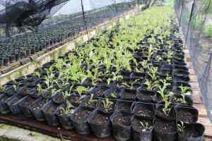 Bohol Bee Farm Tour, Bohol Philippines, bohol tours, bohol ecotourism site, places to visit in bohol, tourist site in bohol