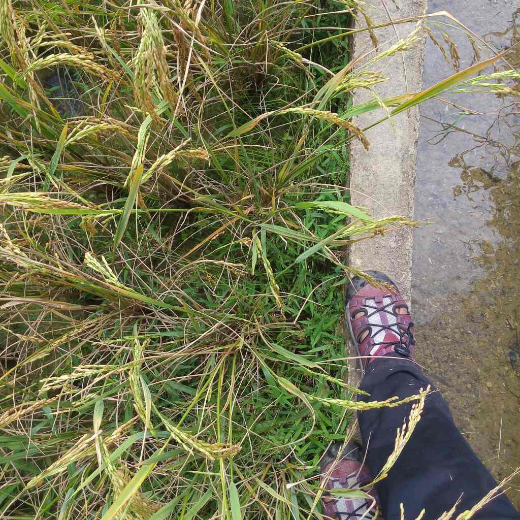 bohol tourist attractions, bohol adventure, bohol itinerary, bohol attractions destinations, candijay bohol, bohol water falls, bohol springs, bohol blog, bohol blogger