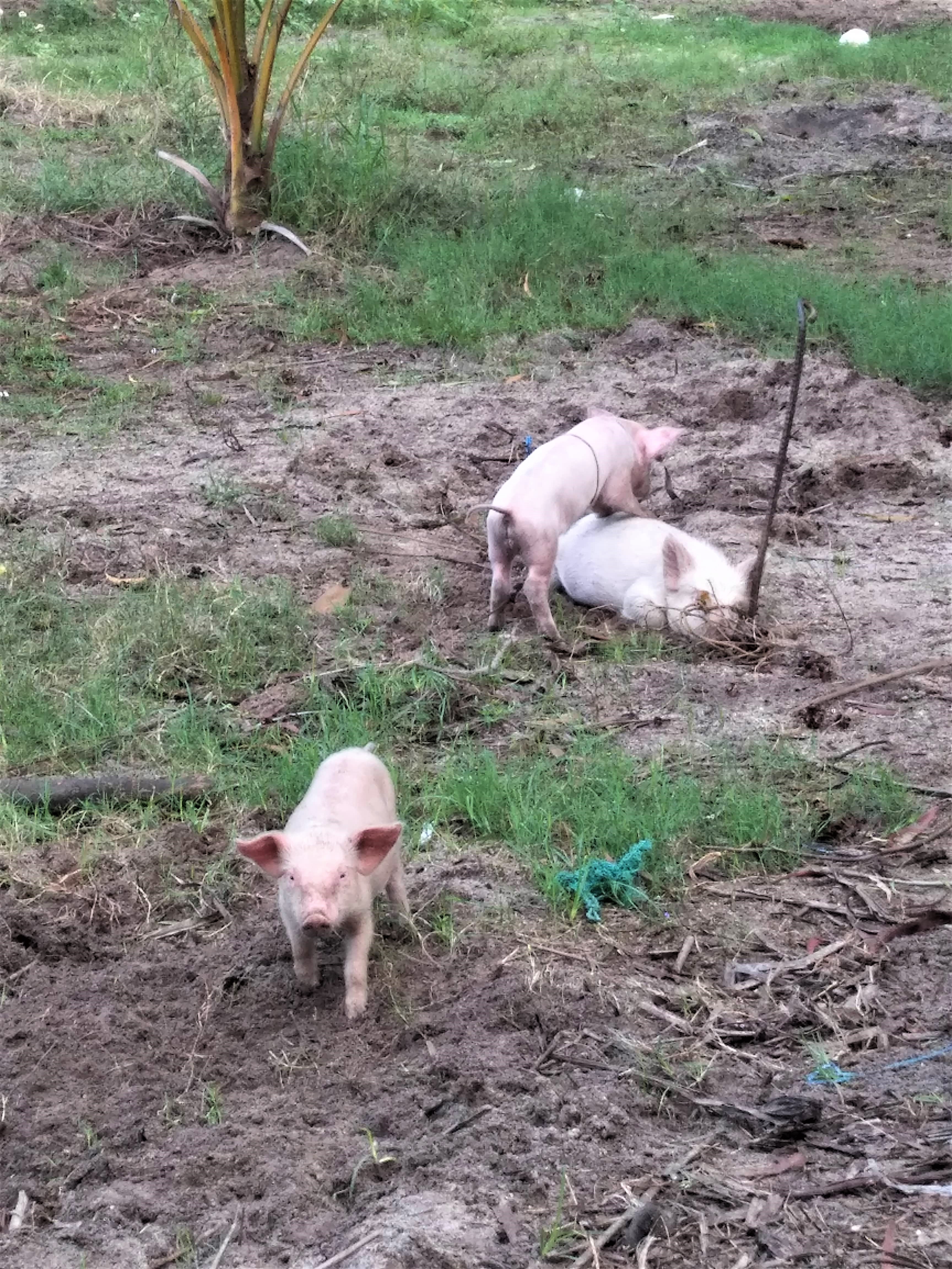 Jao Island Bohol, Jao Island Bohol Blog, Island Hopping Bohol, Bohol Blog, Bohol Blogger, bohol, bohol itinerary, bohol tourist spot, bohol philippines tourist attrations, bohol culture, jao bay resort, talibon bohol, talibon bohol tourist spot