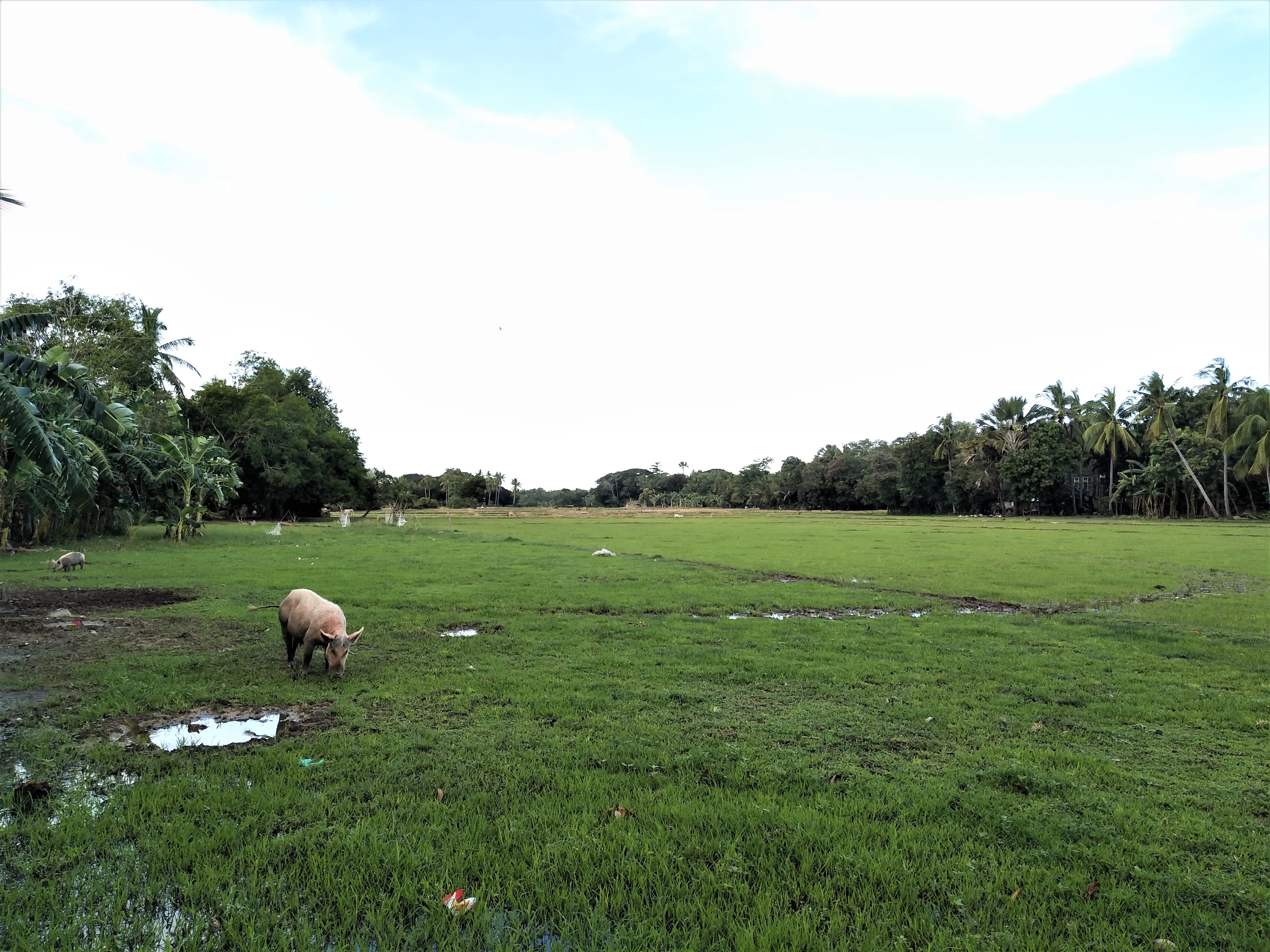 Jao Island Bohol, Jao Island Bohol Blog, Island Hopping Bohol, Bohol Blog, Bohol Blogger, bohol, bohol itinerary, bohol tourist spot, bohol philippines tourist attrations, bohol culture, jao bay resort, talibon bohol, talibon bohol tourist spot