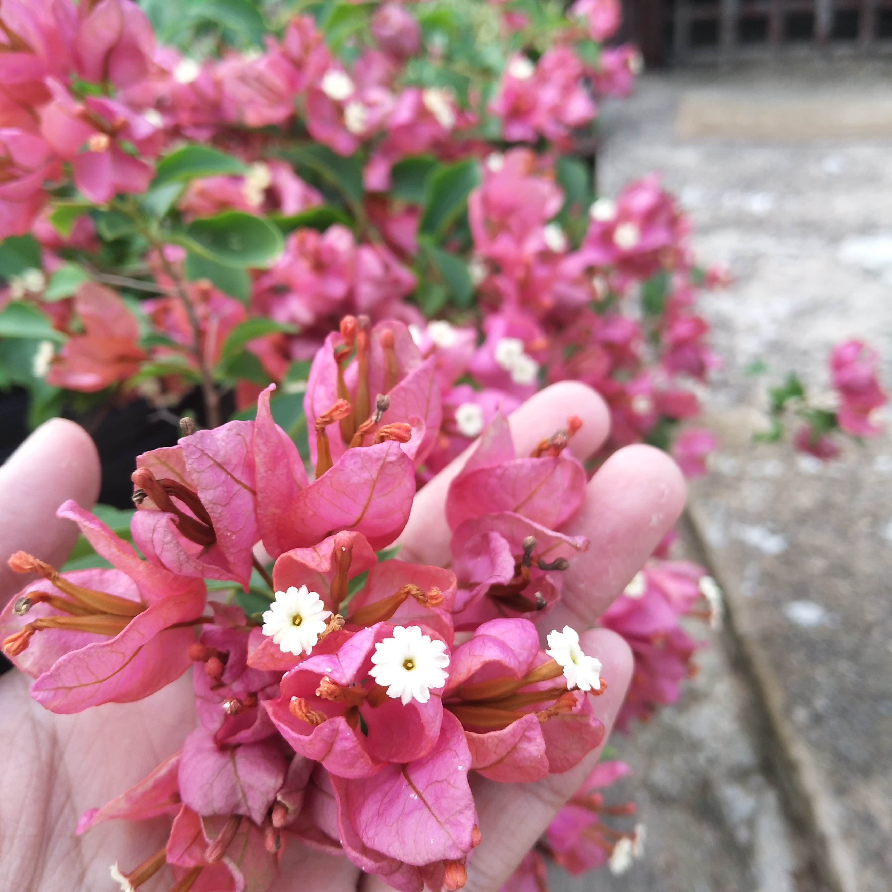 Jao Island Bohol, Jao Island Bohol Blog, Island Hopping Bohol, Bohol Blog, Bohol Blogger, bohol, bohol itinerary, bohol tourist spot, bohol philippines tourist attrations, bohol culture, jao bay resort, talibon bohol, talibon bohol tourist spot