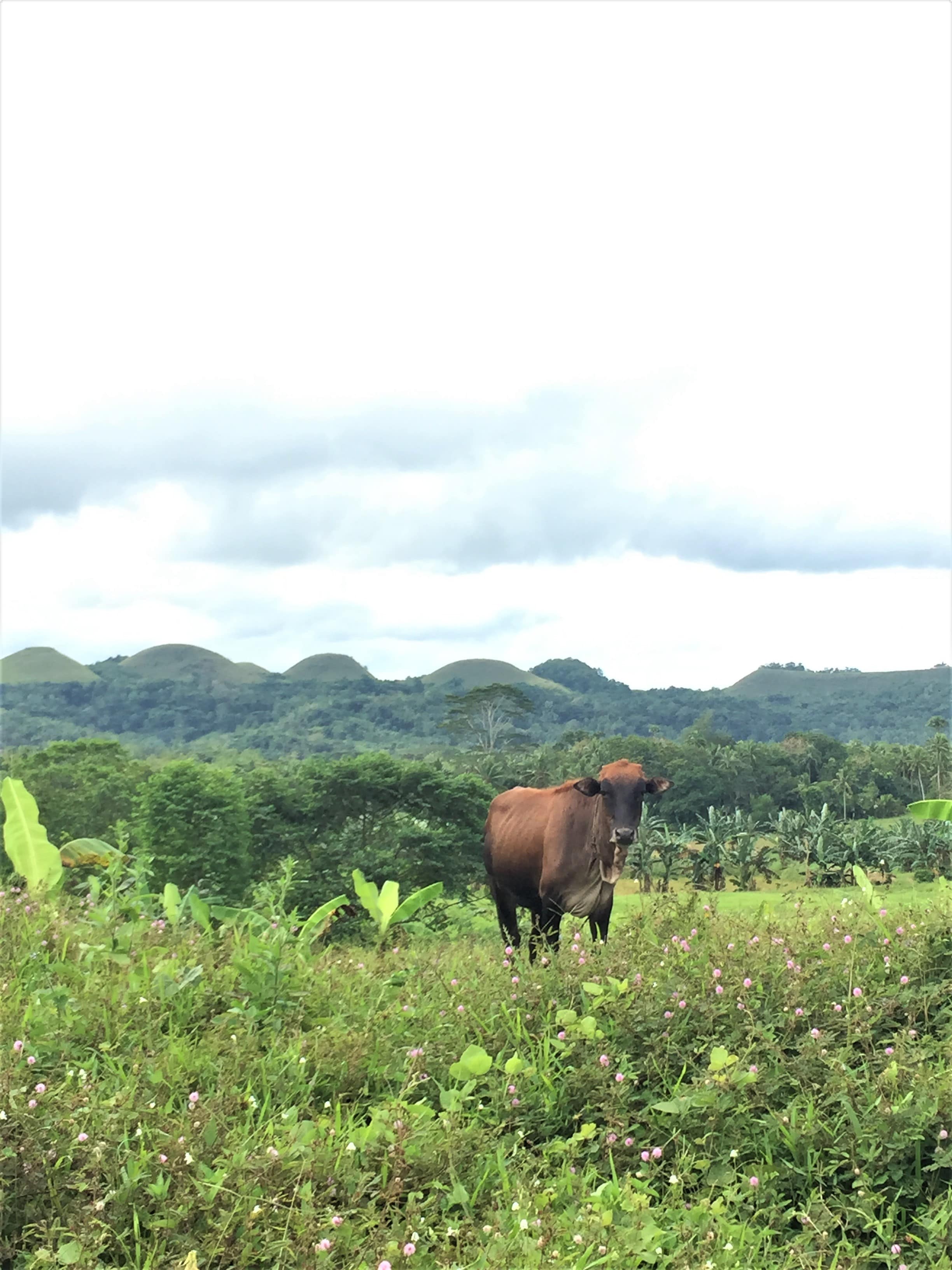 taytay plateau carmen bohol, carmen bohol tourist spots, chocolate hills carmen bohol, taytay hills carmen bohol, chocolate hills complex carmen bohol, chocolate hills carmen bohol philippines, is bohol open for tourists, bohol blog, bohol blogger, bohol blog 2020, bohol blog review, blog bohol tour, blogs bohol travel, bohol food blog, bohol news blog, panglao bohol blog, cebu bohol blog 2019, the boholana, bohol hidden gems, bohol map, bohol tourist spot, bohol earthquake, bohol chronicle, bohol chocolate hills, bohol history, ano ang bohol, bohol beach, bohol philippines map, bohol island, new tourist spot in bohol, bohol tourist spots itinerary, cebu tourist spot, cortes, bohol tourist spot, tourist spot in bohol 2020