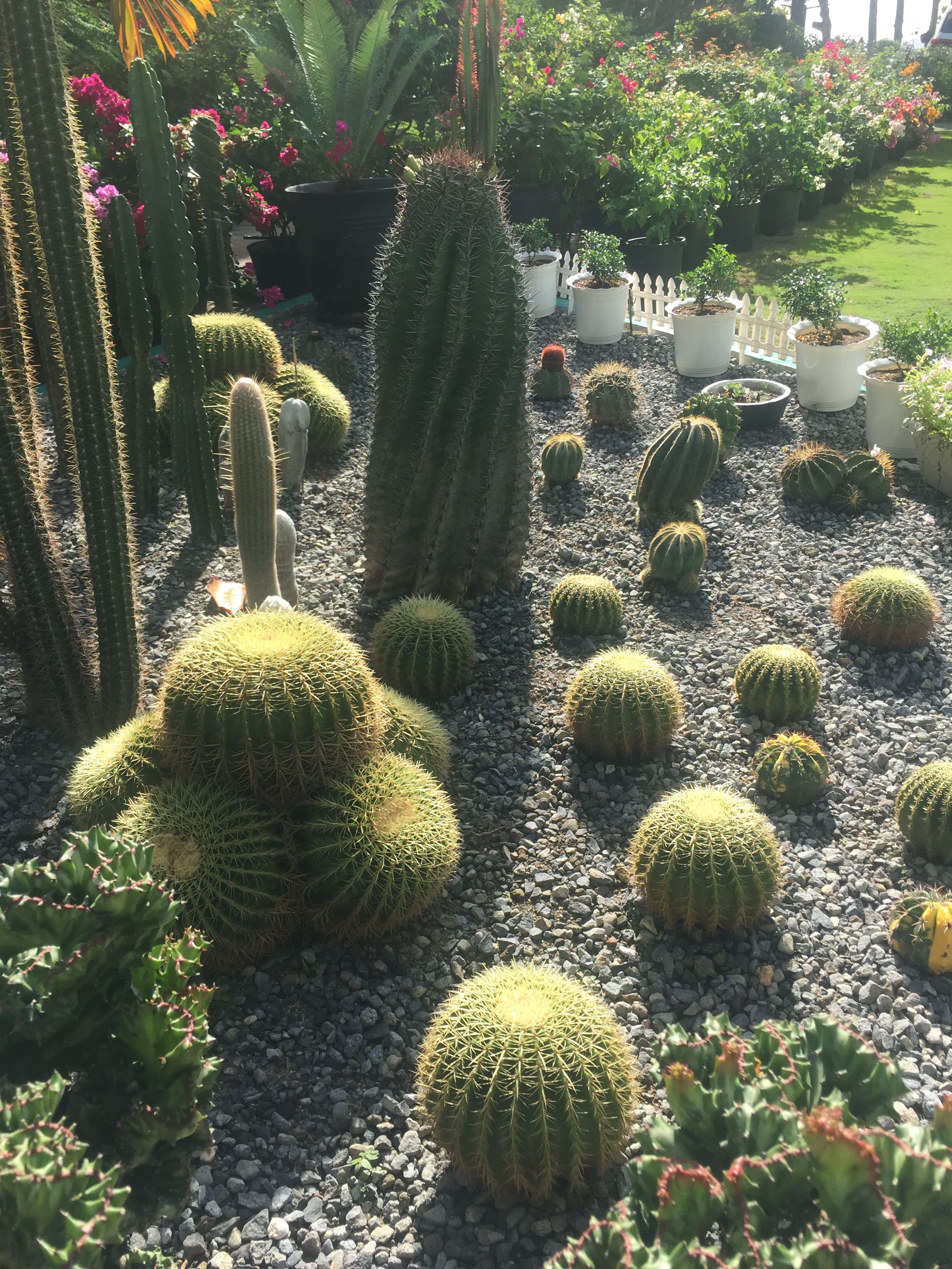 dumaluan beach resort, dumaluan beach resort contact number, dumaluan resort rates, dumaluan beach, dumaluan contact number, dumaluan beach description, dumaluan beach contact number, dumaluan beach entrance fee, dumaluan beach resort website, dumaluan beach resort bahay kubo rate, dumaluan beach resort room rates, dumaluan beach resort review, bohol beach club, dumaluan beach resort package, dumaluan 1 beach resort, bohol beach, bohol island, bohol hotels panglao, list of hotels in bohol, cheap hotels in bohol, where to stay in bohol, bohol beach resort, affordable resorts in panglao, panglao resort near beach, panglao resort with pool, public beach resort in panglao, where to stay in bohol 2021, things to do in bohol, where to stay in panglao, bohol blog, bohol tourist spot, bohol travel package, where to stay in bohol backpacker, bohol blogger, panglao island blog, bohol tourist spot