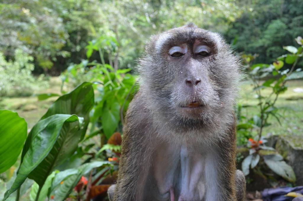 bohol philippines DIY tour blog, bohol philippines blog, bohol blogger, bohol tours, bohol car rental, bohol roadtrip, bohol diy itinerary, the boholana, bohol blogs, bohol Philippines, how to go around bohol